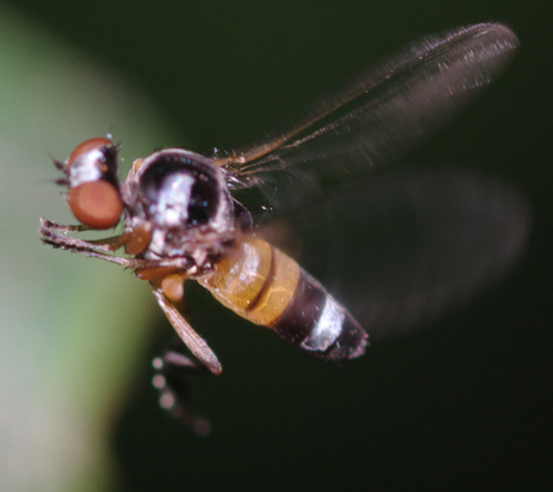 Callomyia amoena  (Platypezidae)